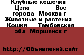 Клубные кошечки › Цена ­ 10 000 - Все города, Москва г. Животные и растения » Кошки   . Тамбовская обл.,Моршанск г.